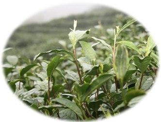 Buy Pu-erh tea