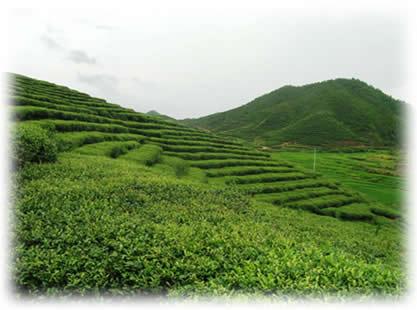 fuding white tea planation