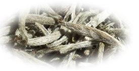 Fuding Silver Needle